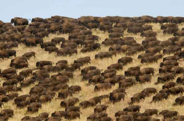 buffalo-on-Southwestern-plains